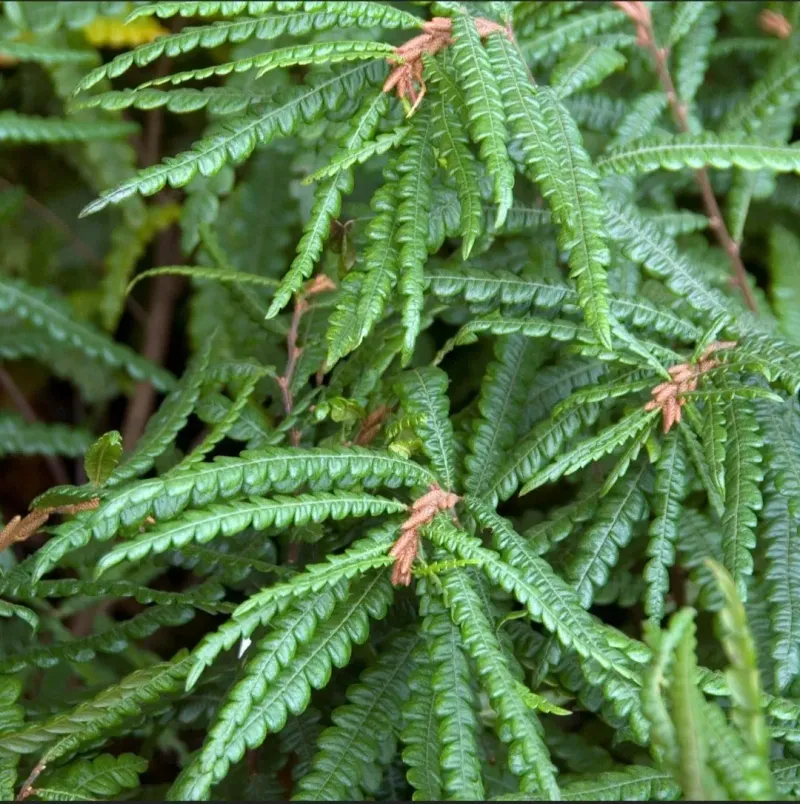 Sweetfern