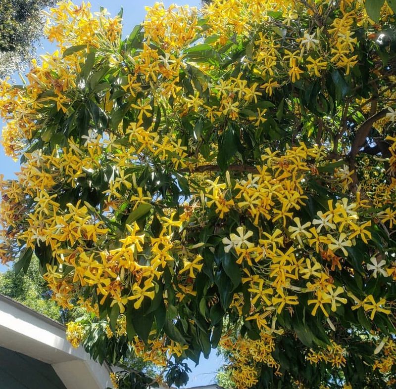 Sweetshade Offers A More Moderate-Sized Canopy Sweetshade Offers A More Moderate-Sized Canopy