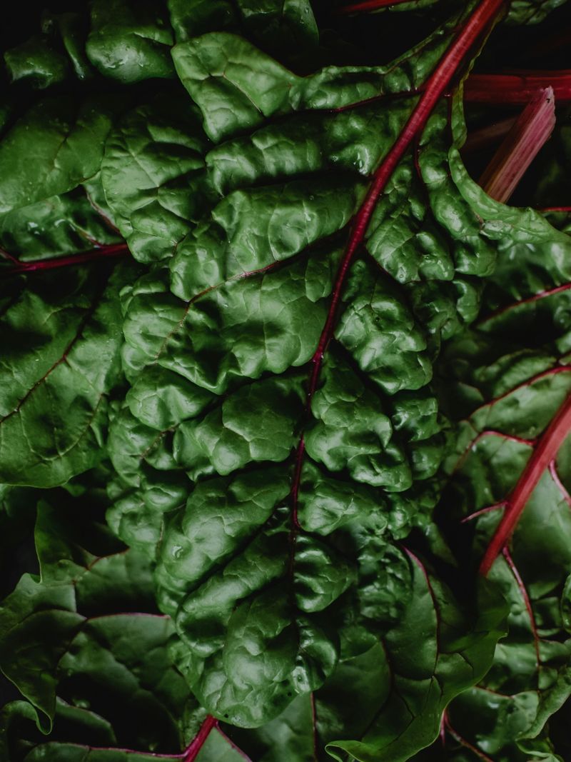Swiss Chard