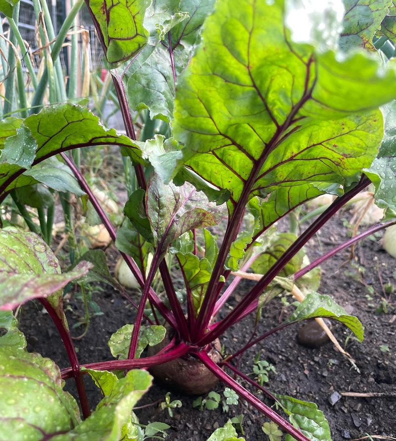 Swiss Chard