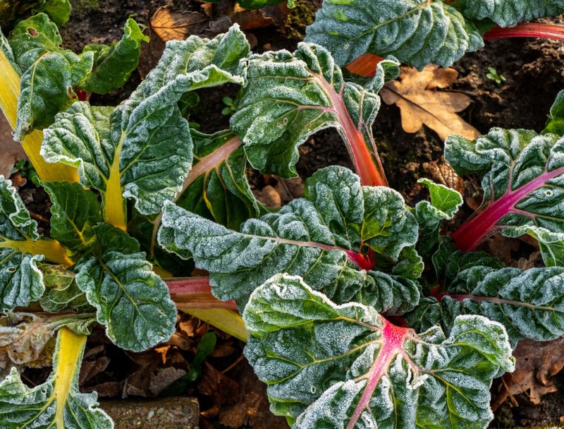 Swiss Chard Can Improve After A Light Frost