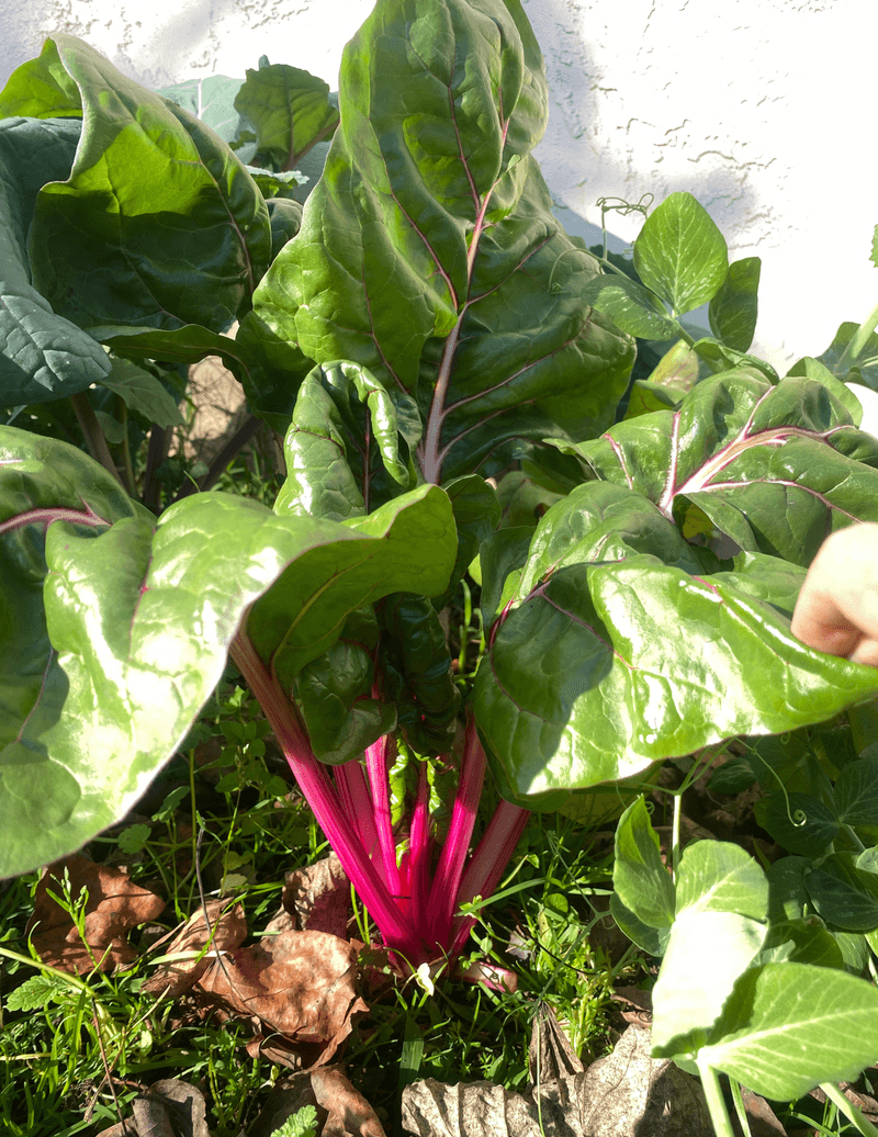 Swiss Chard Hanging On Through Mild Winter Weather