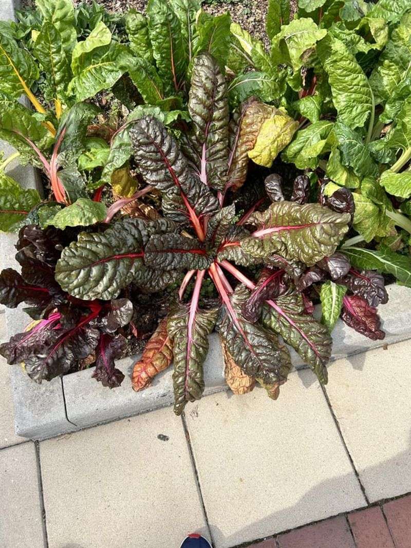 Swiss Chard Keeping Harvests Going For Months Swiss Chard Keeping Harvests Going For Months
