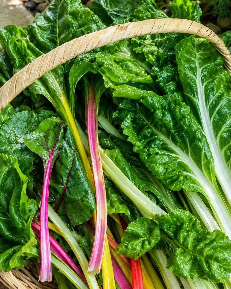Swiss Chard Keeps On Giving Swiss Chard Keeps On Giving