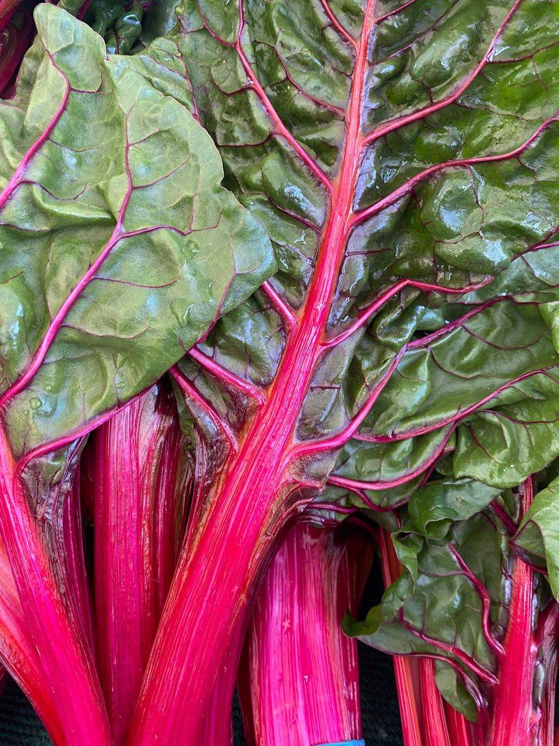 Swiss Chard Keeps Producing Through Frost Swiss Chard Keeps Producing Through Frost