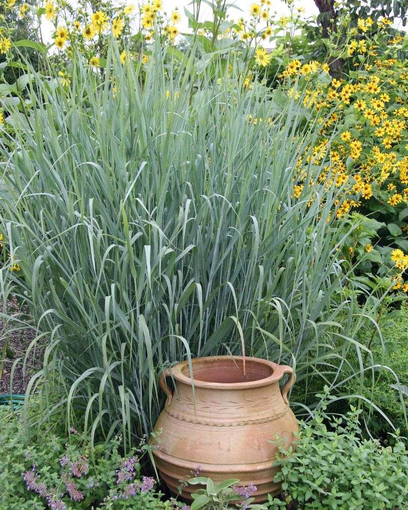 Switchgrass