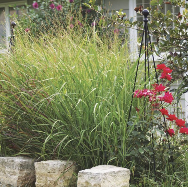 Switchgrass Adds Strong Upright Structure To Wider Borders Switchgrass Adds Strong Upright Structure To Wider Borders