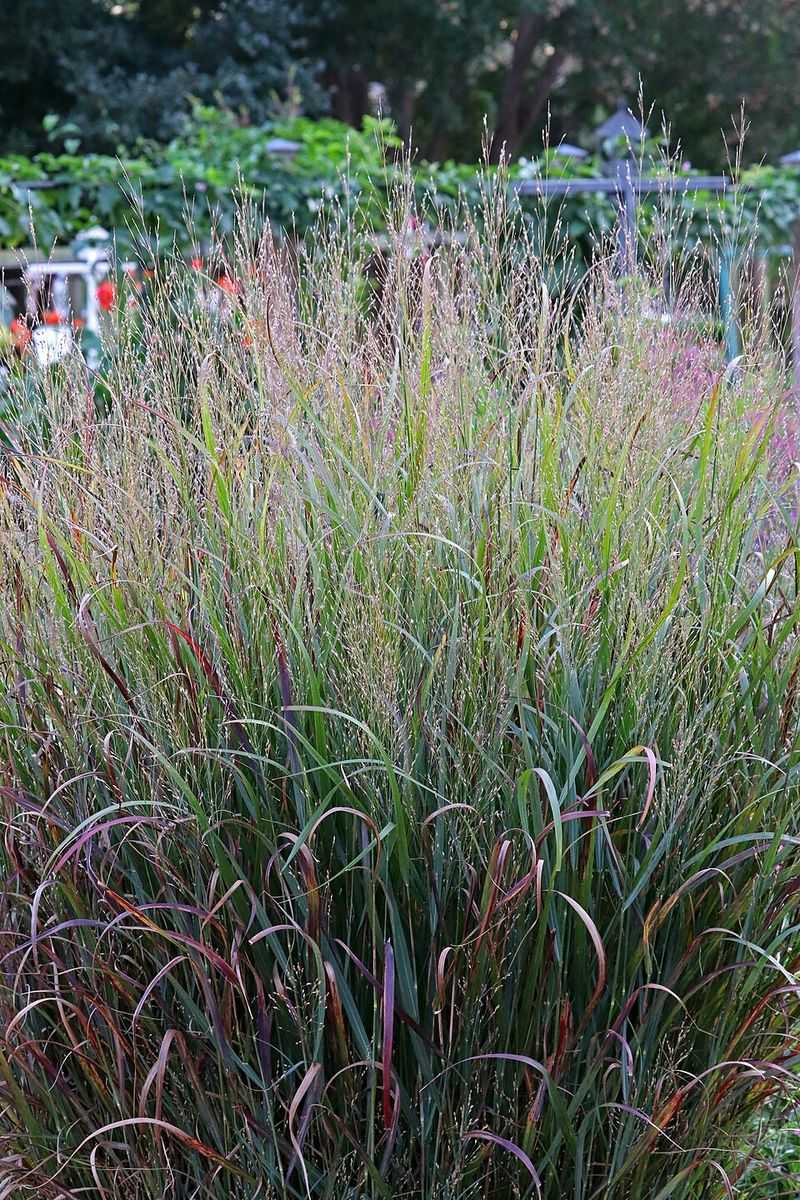 Switchgrass Brings Airy Plumes Without The Pampas Lookalike Switchgrass Brings Airy Plumes Without The Pampas Lookalike