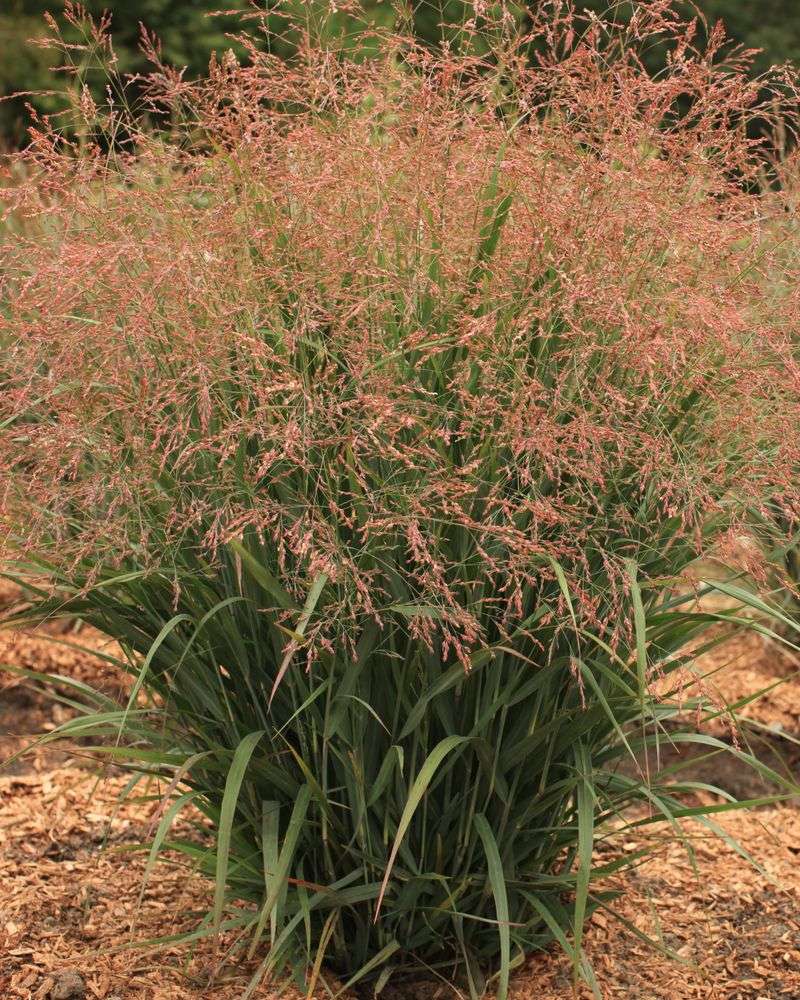 Switchgrass Gives You The Drama Switchgrass Gives You The Drama