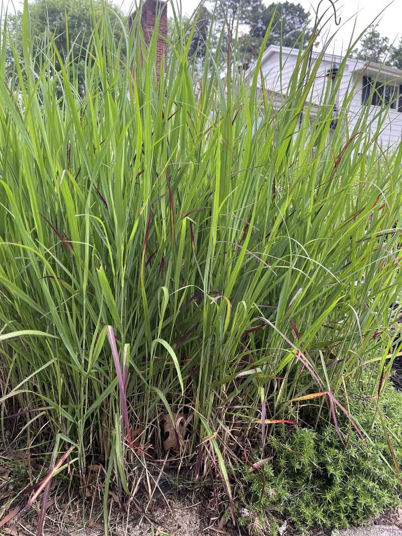 Switchgrass Holds Soil Beyond The Downspout