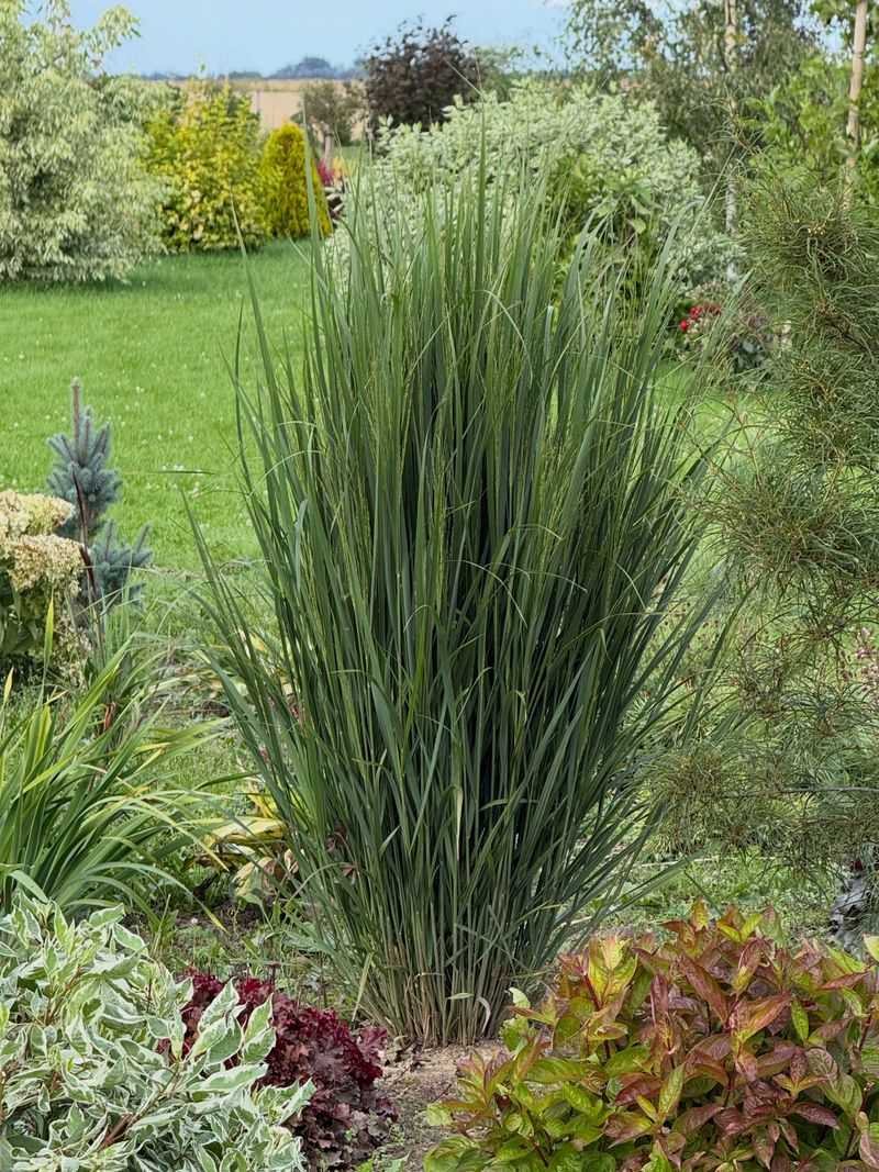 Switchgrass 'Northwind' Switchgrass 'Northwind'