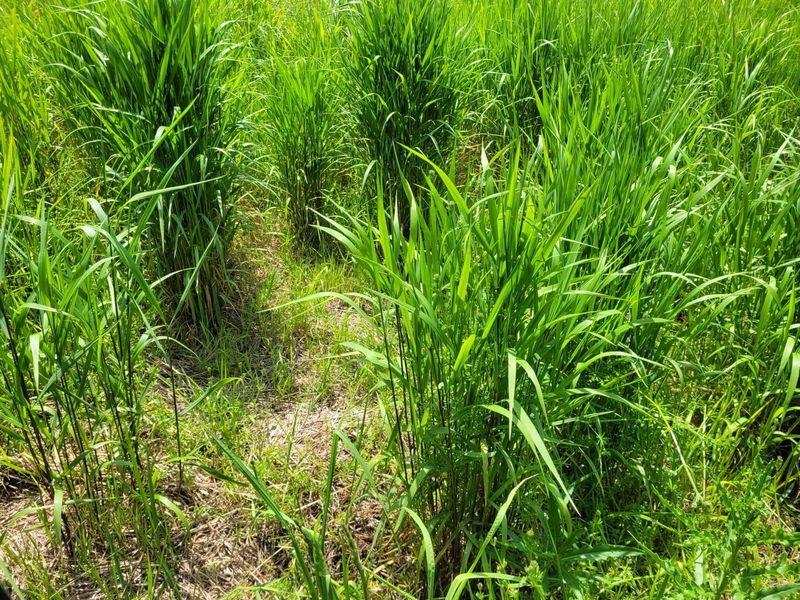 Switchgrass