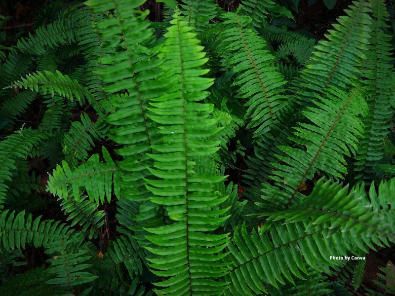 Sword Fern Fills Taller Areas Of Dry Shade Sword Fern Fills Taller Areas Of Dry Shade