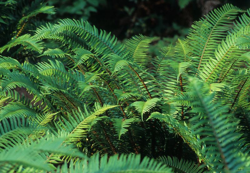 Sword Fern Going Big Where Hostas Start Struggling Sword Fern Going Big Where Hostas Start Struggling