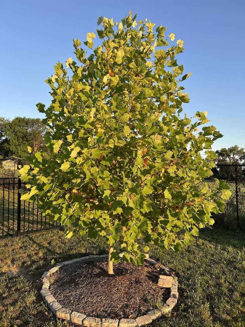 Sycamore Sycamore
