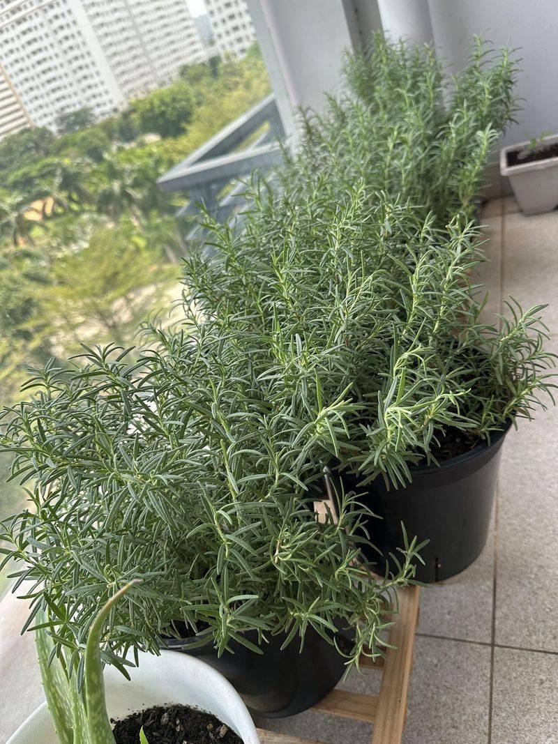 Take A Little Off The Tips To Keep It Bushy Take A Little Off The Tips To Keep It Bushy