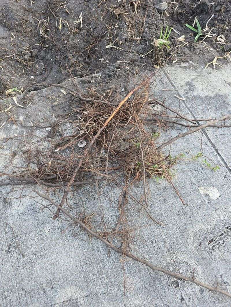 Take-All Root Rot Starts Below Ground Instead Of On The Blades Take-All Root Rot Starts Below Ground Instead Of On The Blades