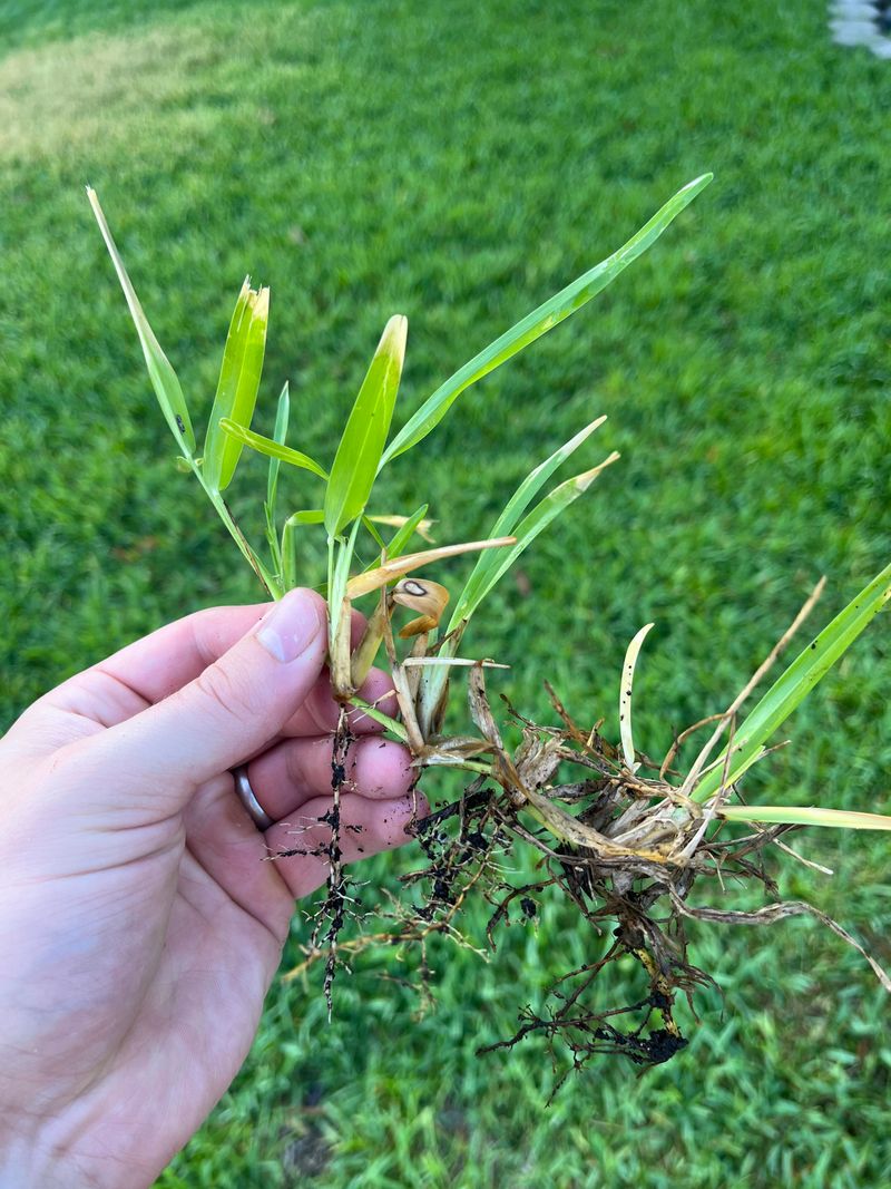 Take-All Root Rot Weakens Turf Take-All Root Rot Weakens Turf