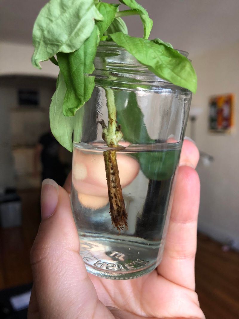 Take Basil Cuttings Before Cool Weather Take Basil Cuttings Before Cool Weather