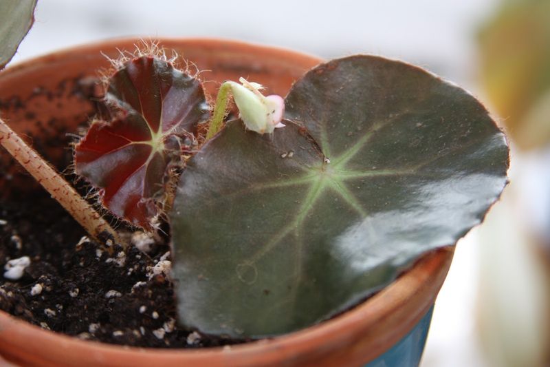 Take Begonia Cuttings From Healthy Growth Take Begonia Cuttings From Healthy Growth