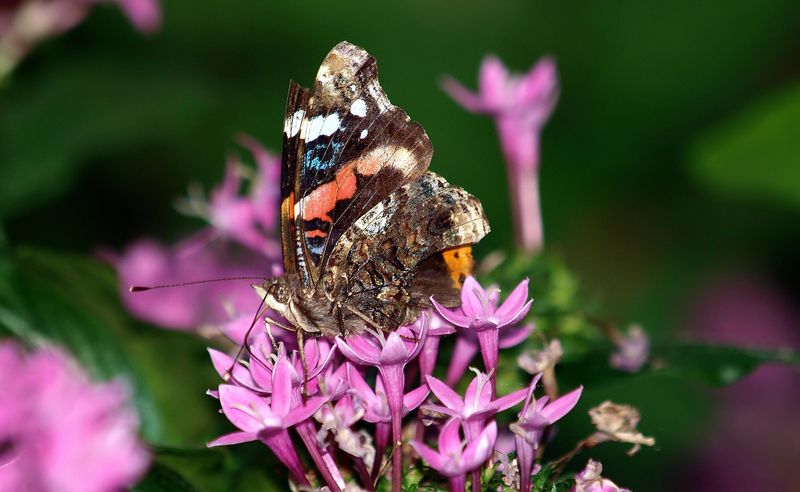 Take Butterfly Visits As A Sign Of Healthy Blooms Take Butterfly Visits As A Sign Of Healthy Blooms