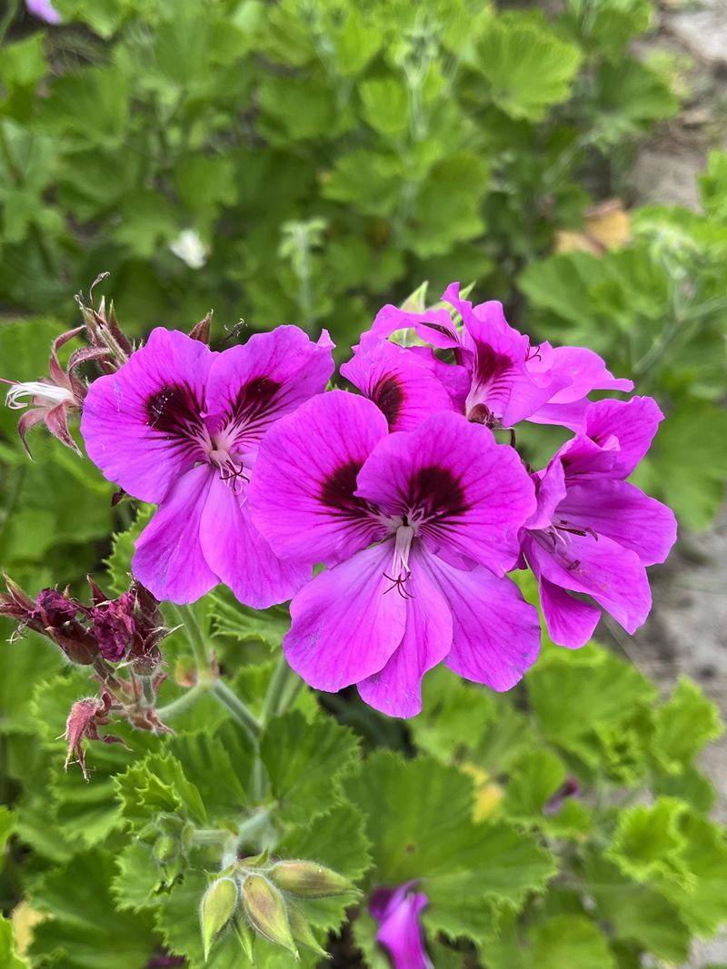 Take Geranium Cuttings Before Frost