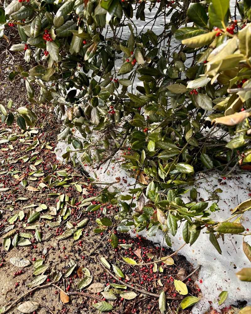 Take Leaf Drop And Thin Growth Seriously