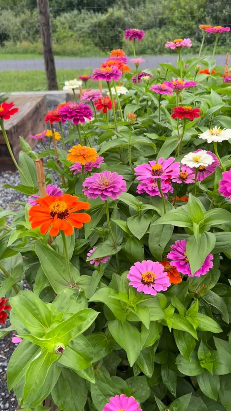 Take Long Stems Without Leaving The Plant Bare Take Long Stems Without Leaving The Plant Bare