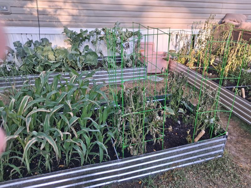 Take Out Rotten Vegetables Left In Garden Beds