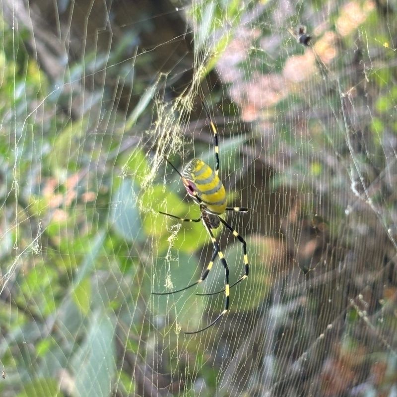 Taking Down A Web Without Harming The Spider