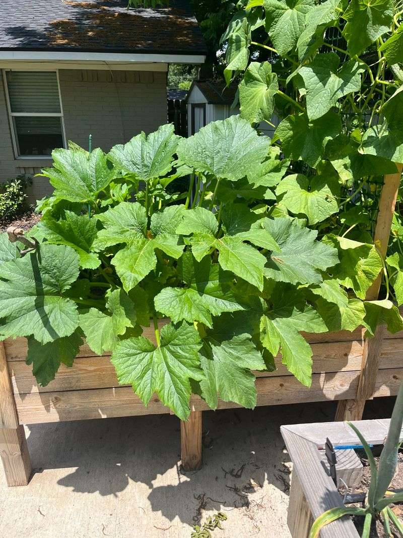 Taking Off Leaves That Are Blocking Airflow