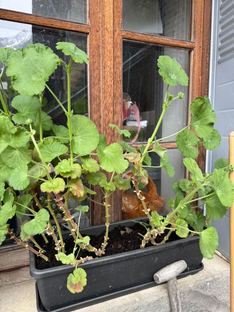 Taking Out Tired Growth Without Hacking The Plant