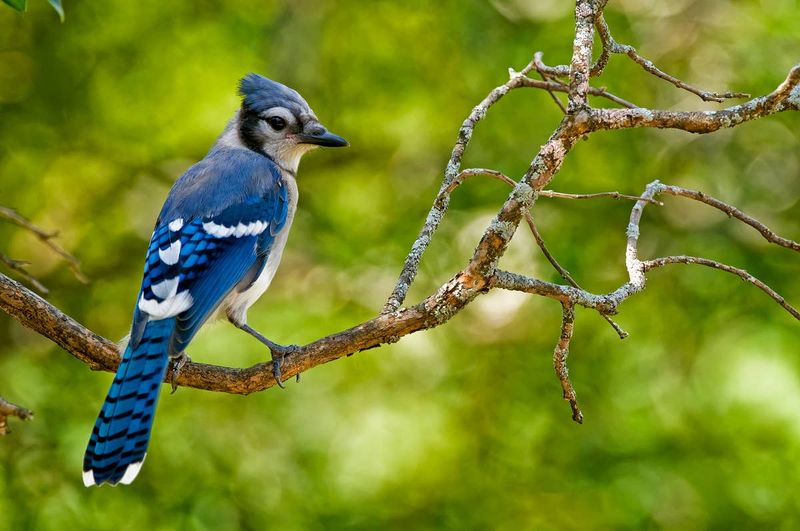 Tall Branches Give Jays A Safe Place To Watch Before Dropping Down