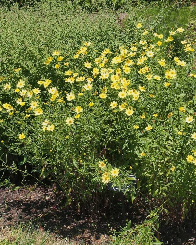 Tall Coreopsis