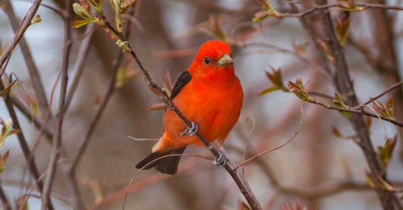 Tall Deciduous Trees Give Tanagers The Canopy They Prefer