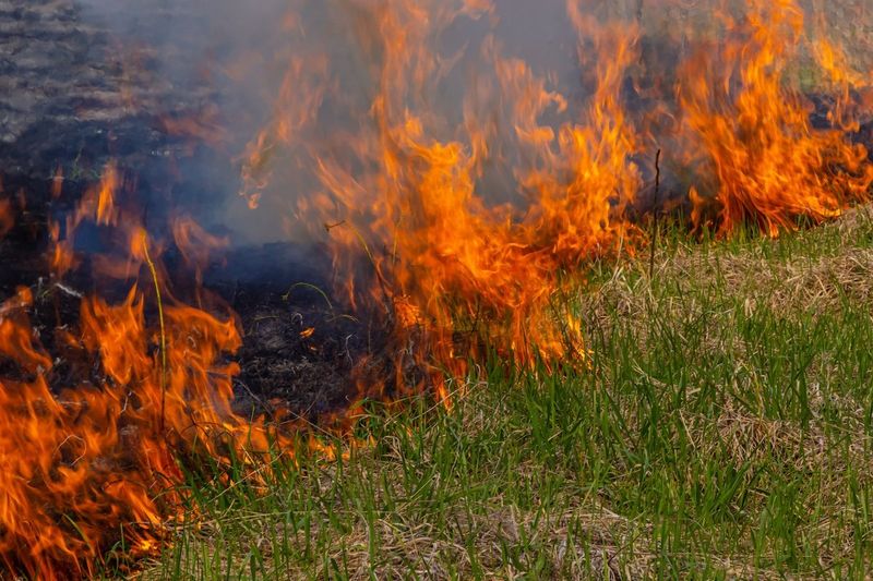 Tall Dry Grass Creates An Easy Fire Route