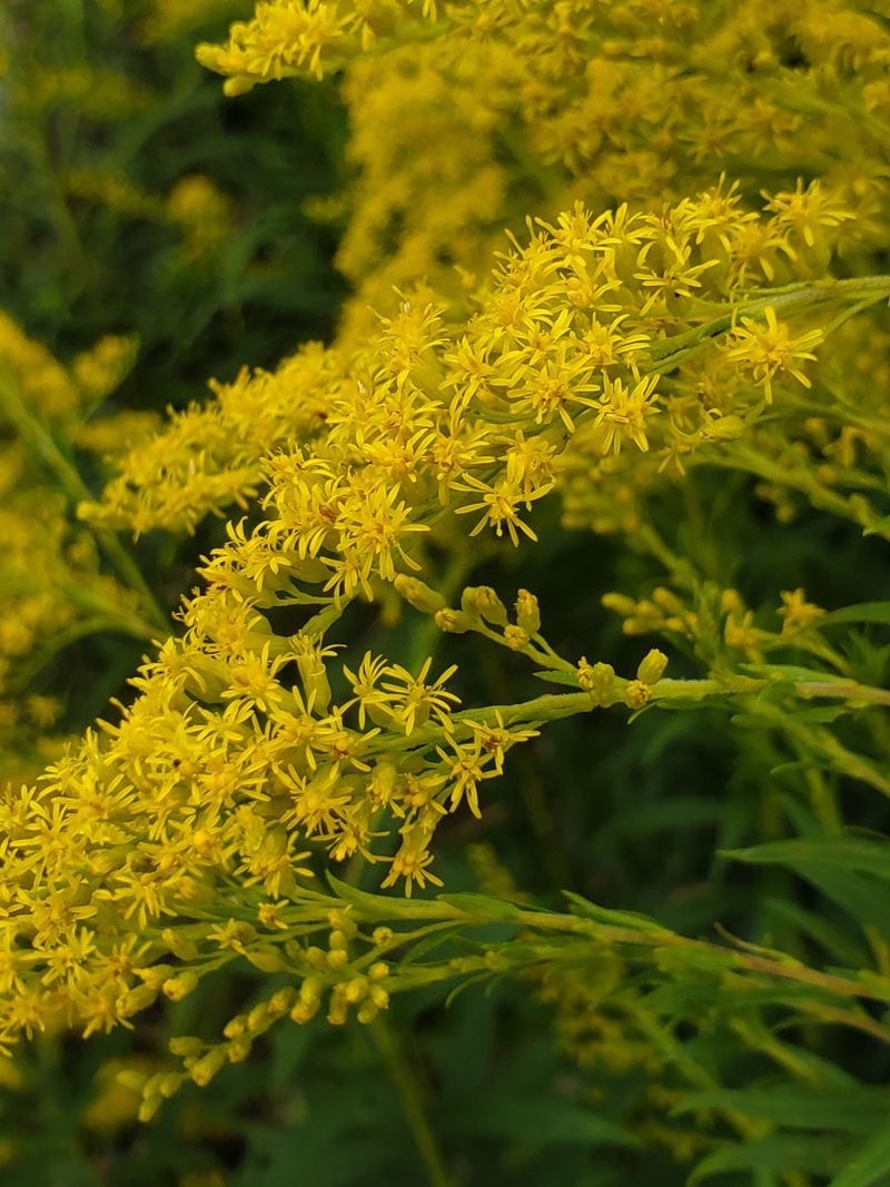 Tall Goldenrod Turns Roadsides Yellow As Fall Approaches