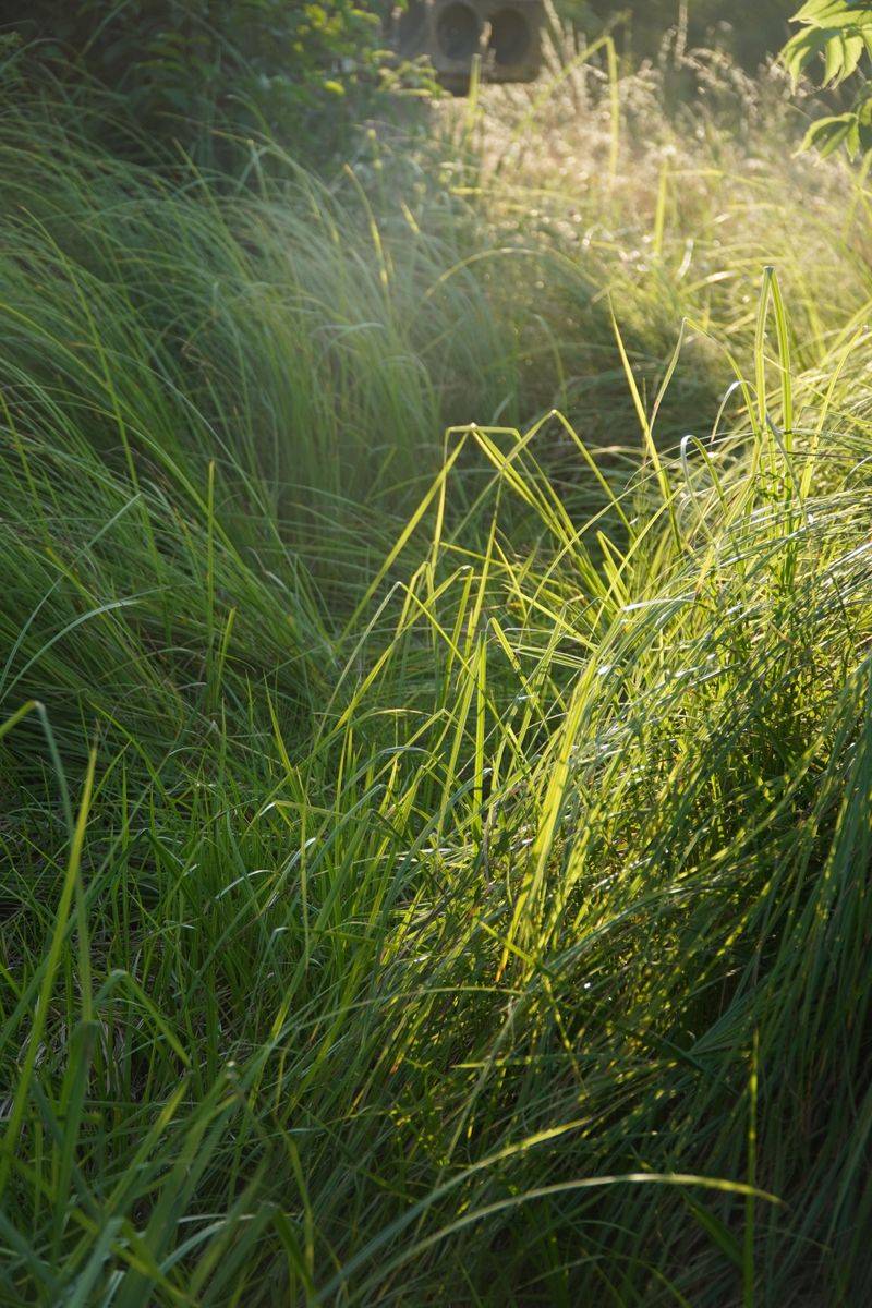 Tall Grass Along Yard Edges