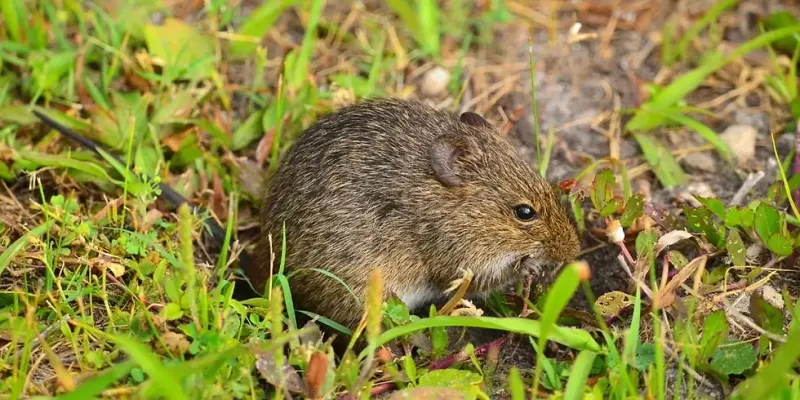Tall Grass And Brush Give Mice Somewhere To Hide