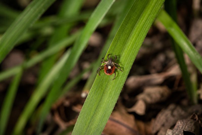 Tall Grass And Leaf Litter Are Prime Hiding Spots