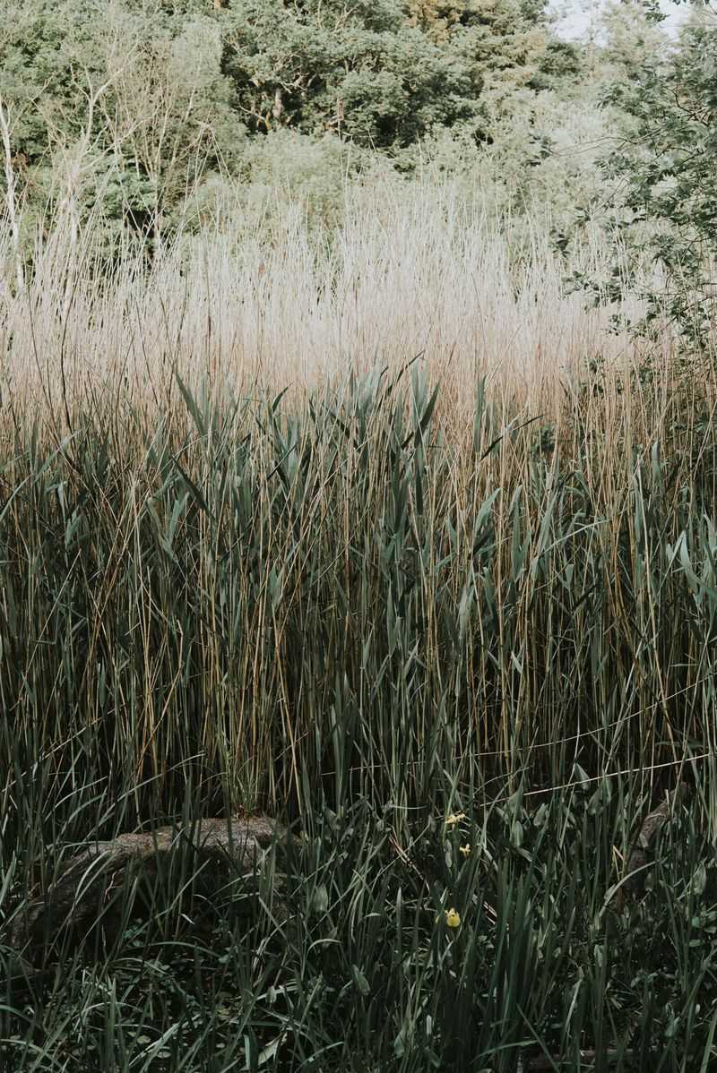 Tall Grass And Overgrown Vegetation