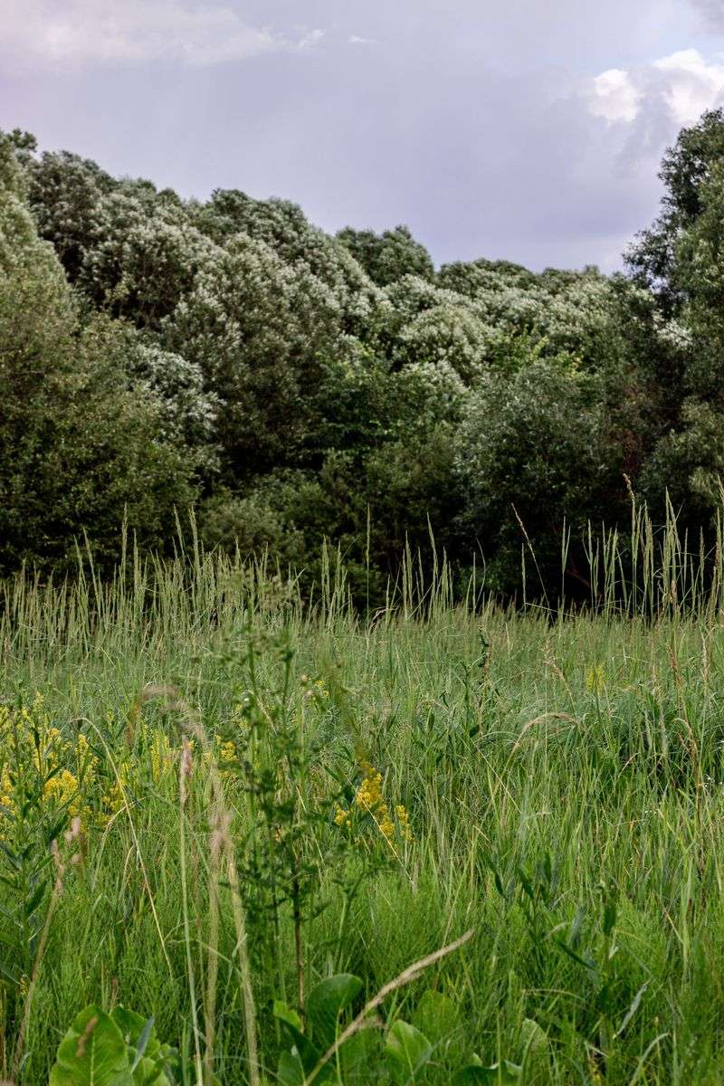 Tall Grass And Overgrown Vegetation Tall Grass And Overgrown Vegetation