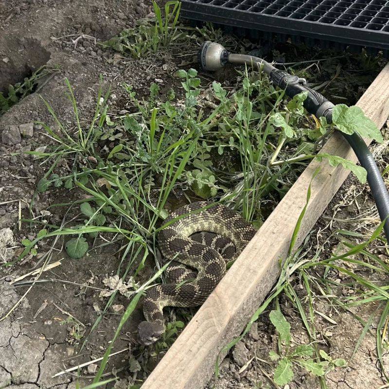 Tall Grass And Yard Clutter Give Them Cover