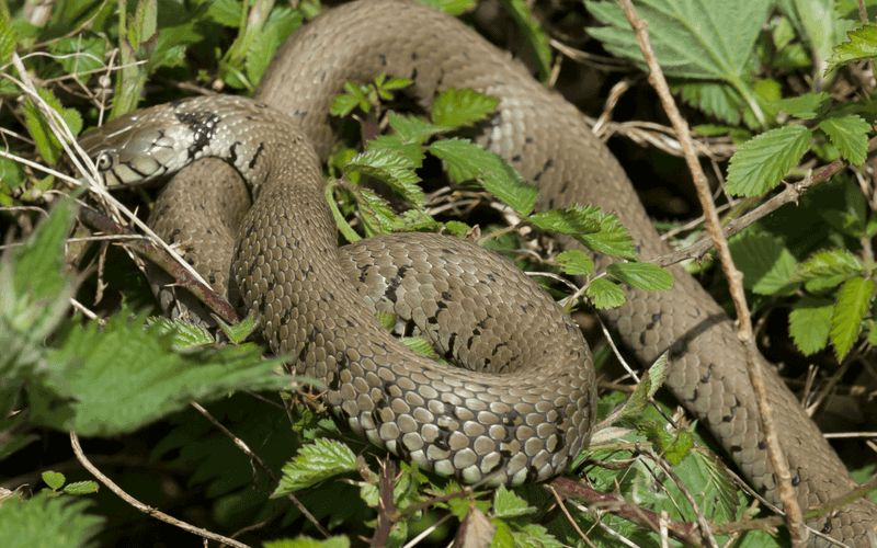 Tall Grass And Yard Debris Provide Hiding Places