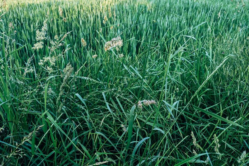 Tall Grass Harbors Large Chigger Populations Tall Grass Harbors Large Chigger Populations
