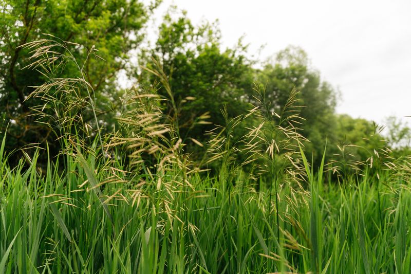 Tall Grass Harbors Large Clusters Tall Grass Harbors Large Clusters