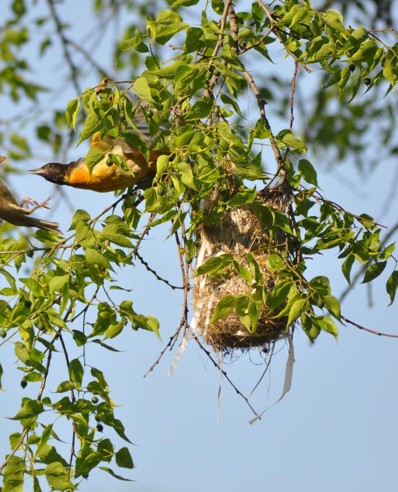 Tall Leafy Trees Give Orioles The Nest Sites They Look For Tall Leafy Trees Give Orioles The Nest Sites They Look For