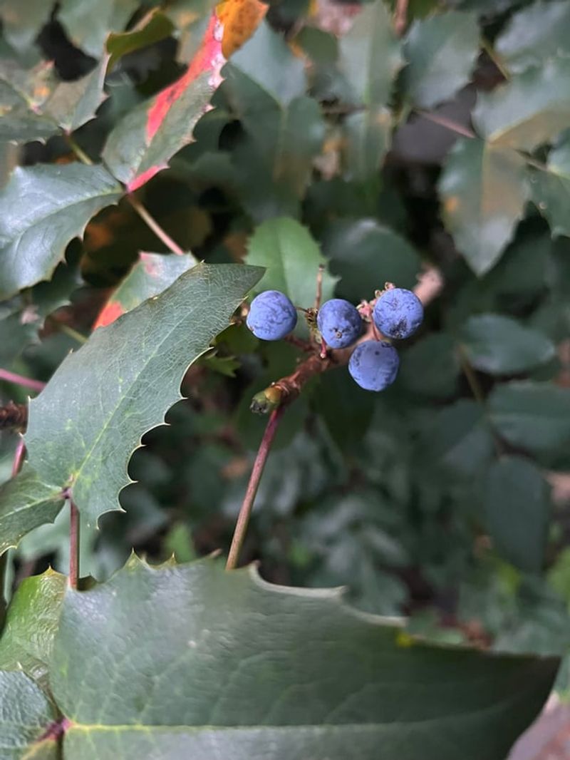 Tall Oregon Grape Benefits From Post-Berry Pruning