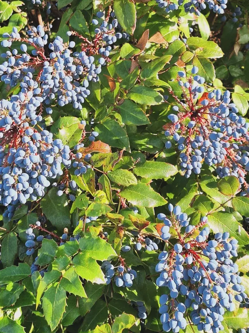 Tall Oregon Grape Holding Its Leaves Through The Heat