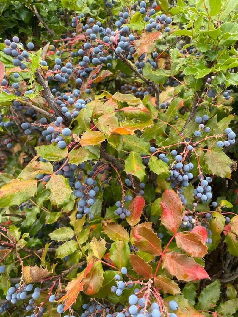 Tall Oregon Grape Staying Green Through Summer